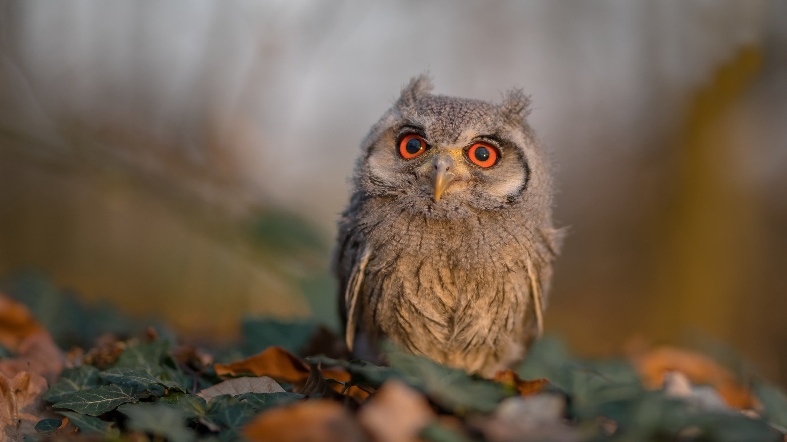 银幕剧本与意外主角，当法拉利的逆转剧本被诺里斯改写