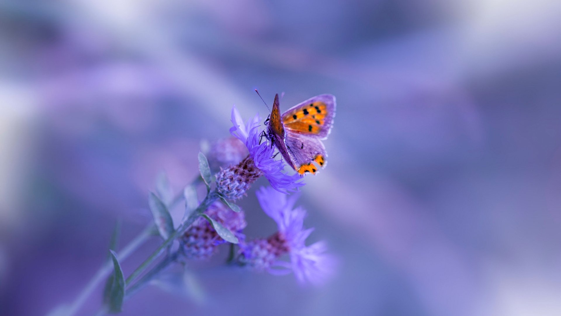 爱游戏-单节33分屠杀！步行者关键先生班凯罗推翻快船航母