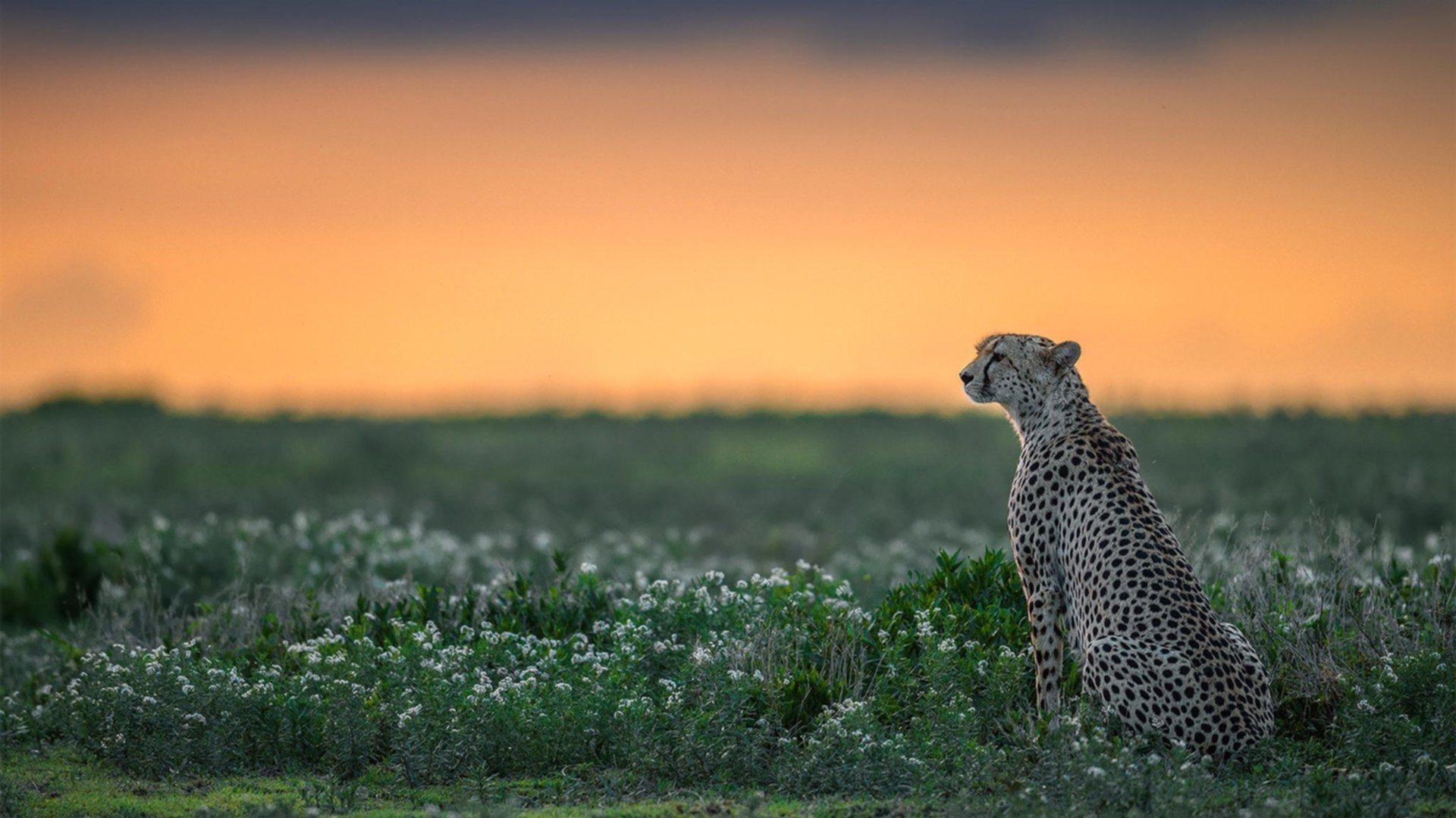 唯一的神迹,克瓦拉茨赫利亚用个人魔法,写下雷恩击败伊拉克的唯一解法