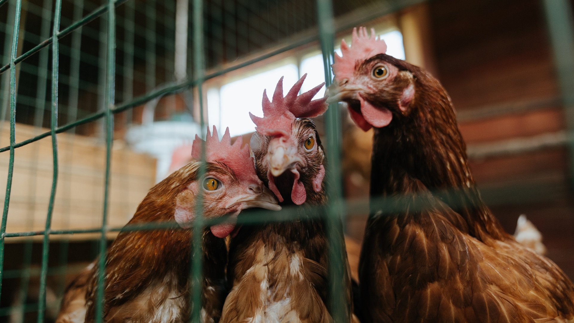 爱游戏官方-替补席上的烟火，凯塞多意外爆发，德国战车碾过郁金香