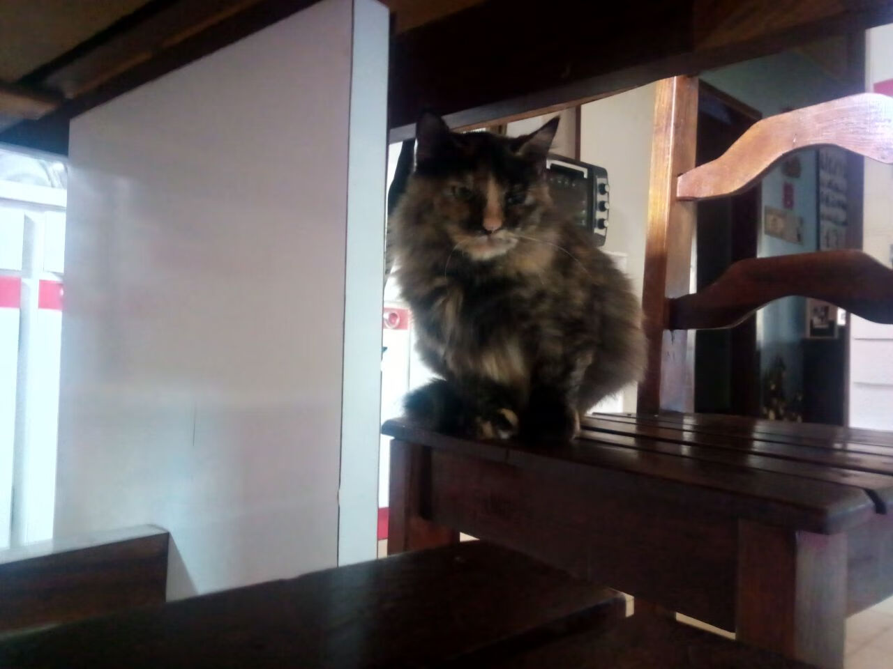 星空下的独奏，2026世界杯之夜，杰伦·格林谱写不朽乐章