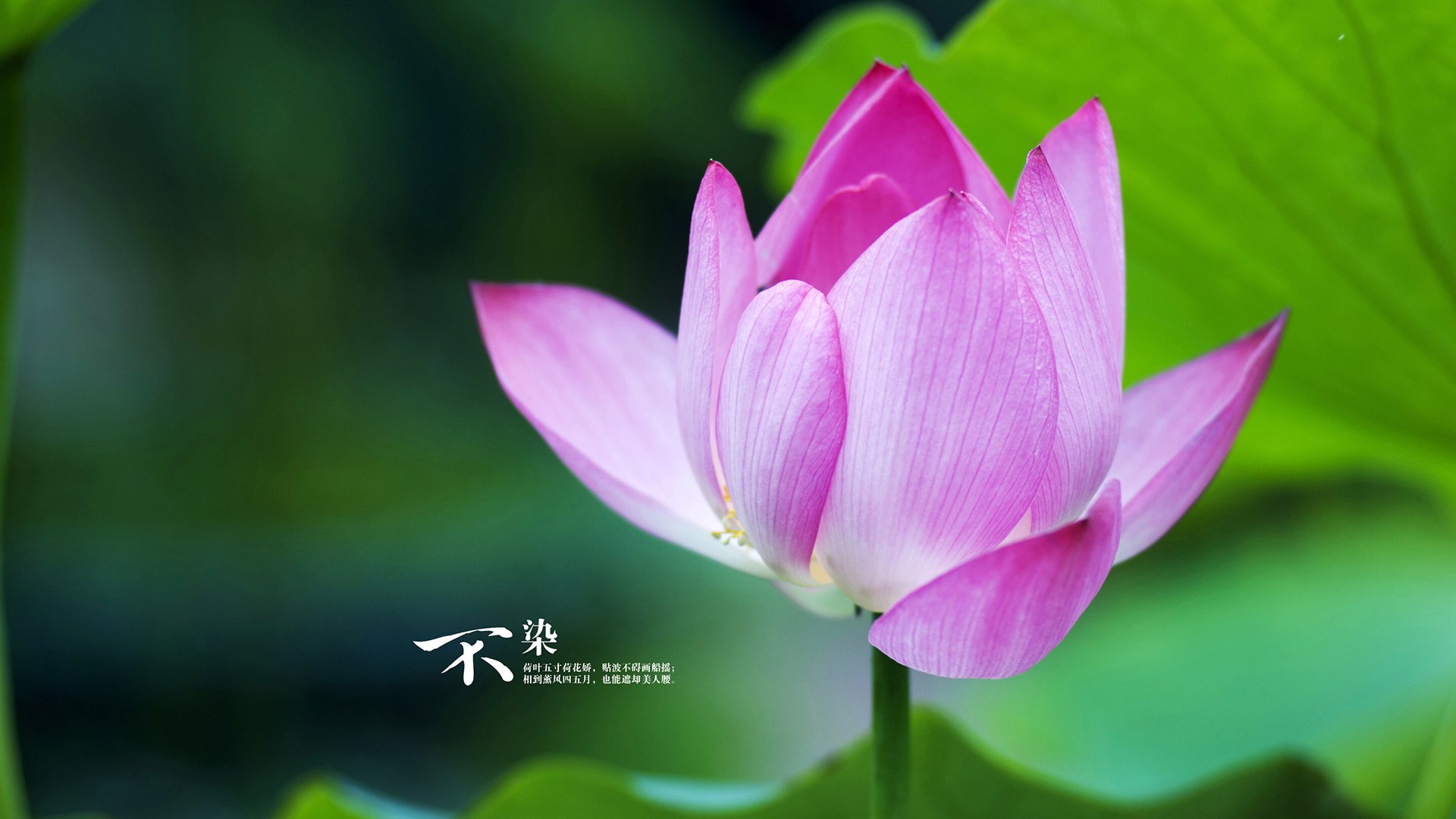 爱游戏体育-蓝桥新王，卢卡库牙买加血脉点燃逆转之火