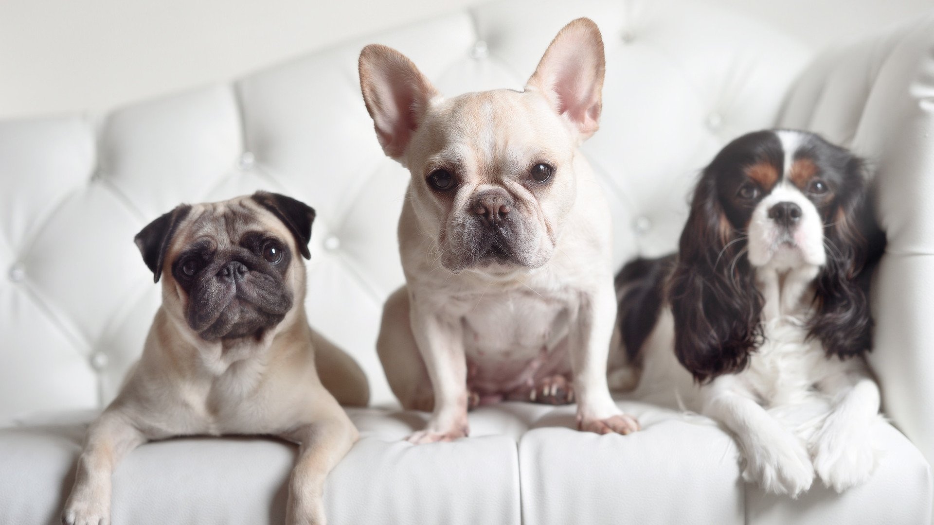 库里关键三分助老鹰淘汰公牛，挺进总决赛