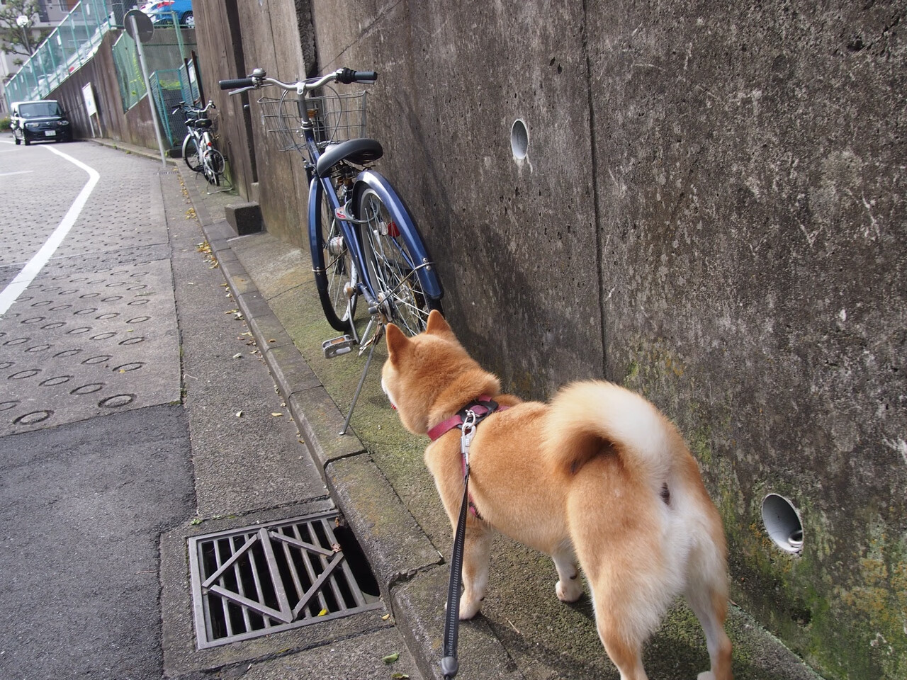 跨界交响曲，当墨西哥铁链绞杀C罗，内马尔在NBA总决赛跳起桑巴