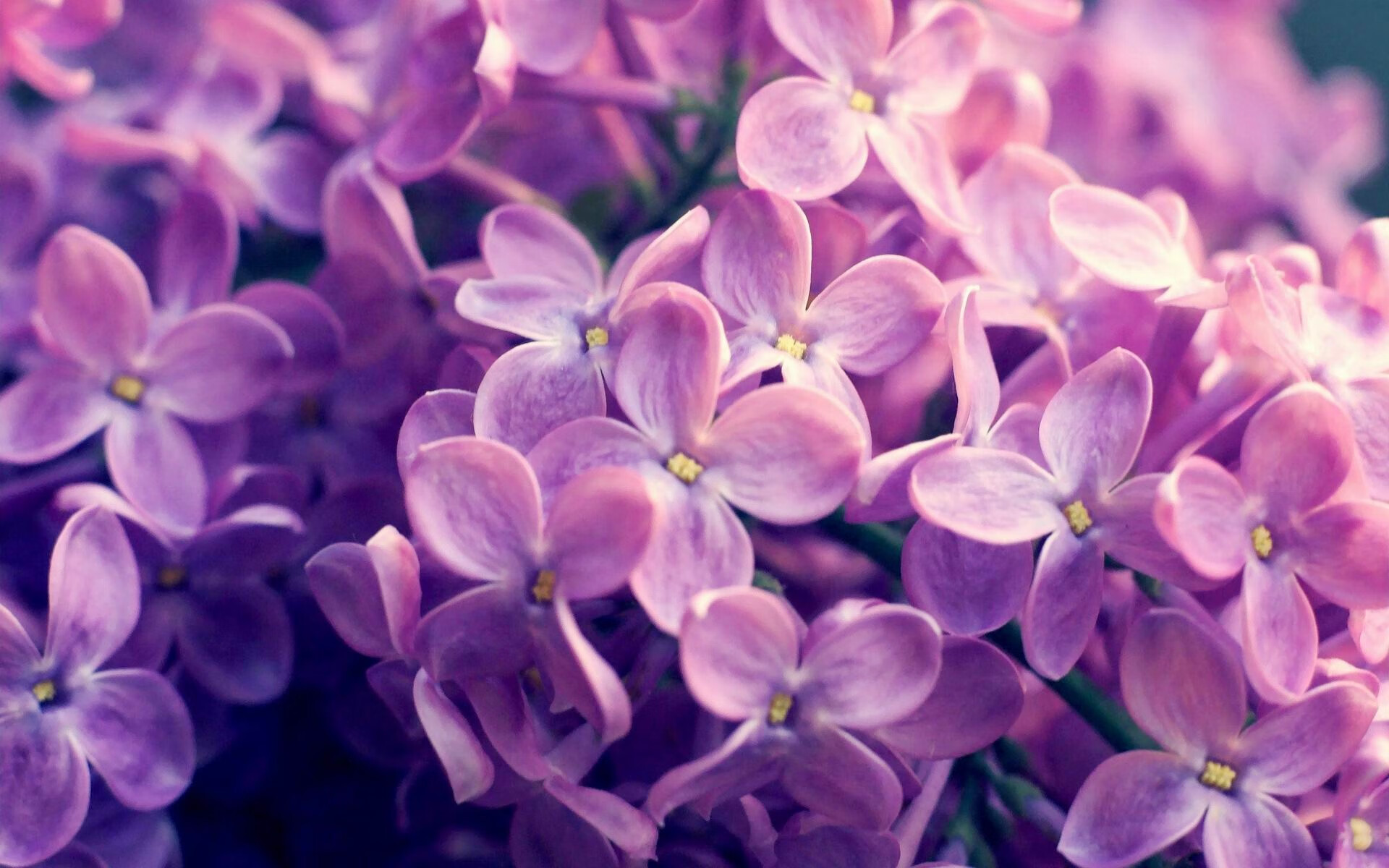 钢铁防线与毁灭性反击，米切尔一役双刃，辽宁提前踏平广厦