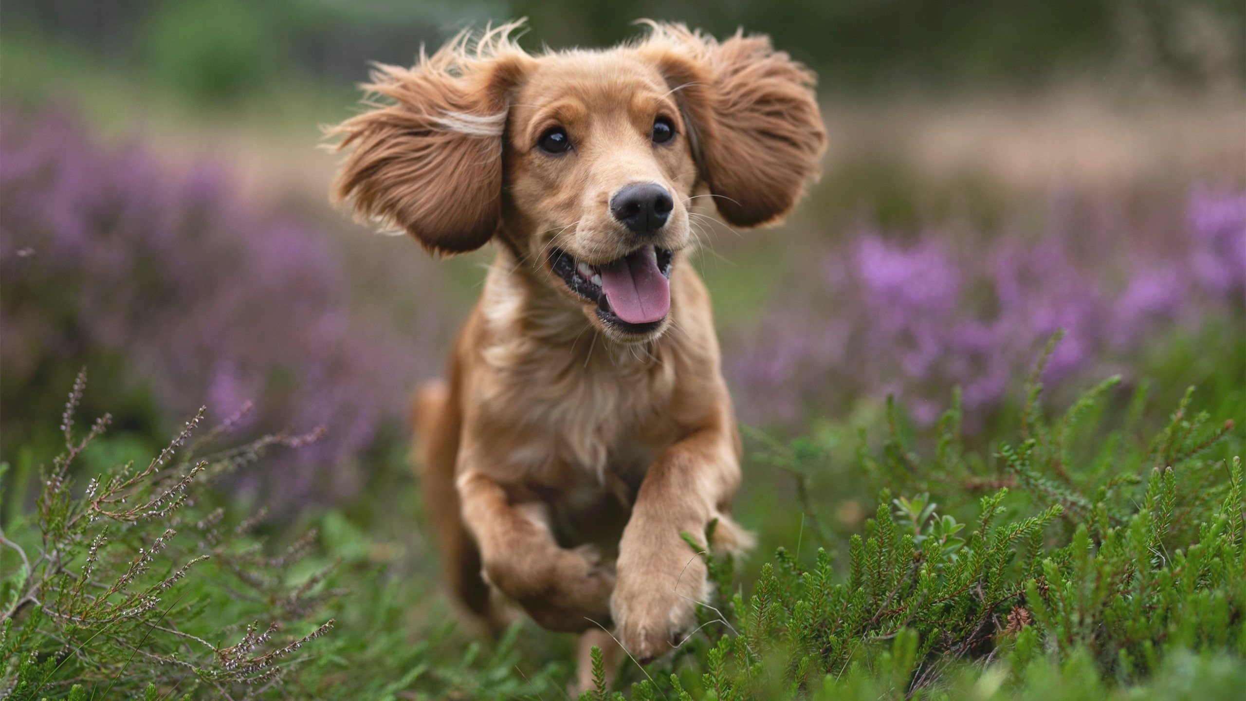 爱游戏体育-米切尔关键时刻发威，辽宁队强势拿下吉林队