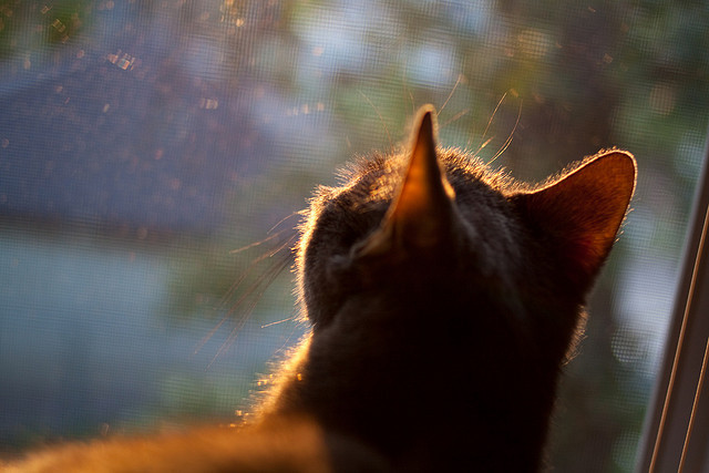 坎特主宰中场，AC米兰碾压晋级！佛罗伦萨难挡红黑狂潮